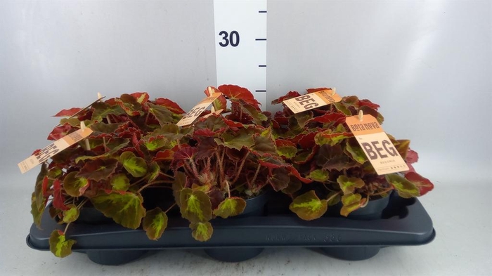 <h4>Begonia BD rex 'MagicCol Montuno'</h4>