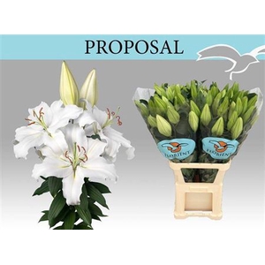 Li Or Proposal