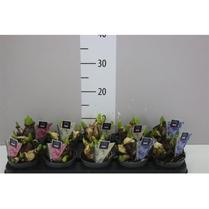 Hyacinthus Multiflora Gemengd