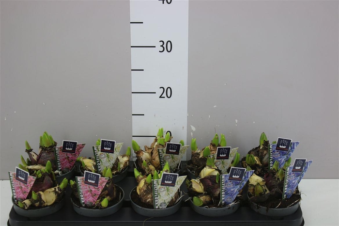 <h4>Hyacinthus Multiflora Gemengd</h4>