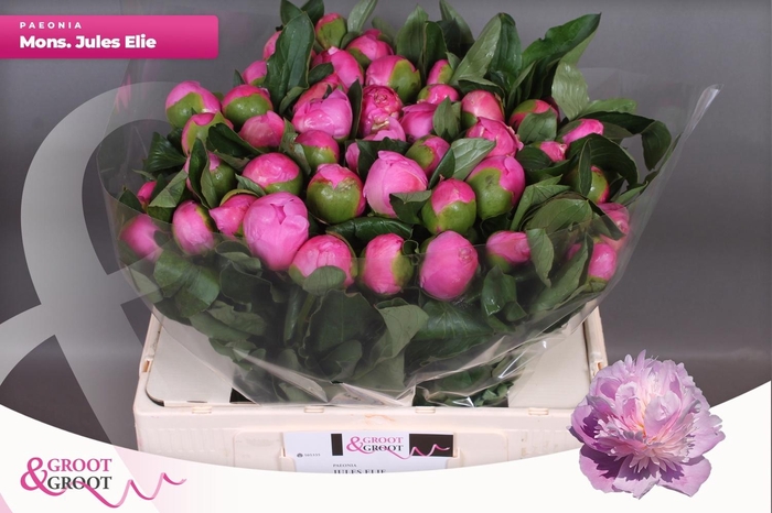 <h4>PAEO L MR JULES ELIE</h4>