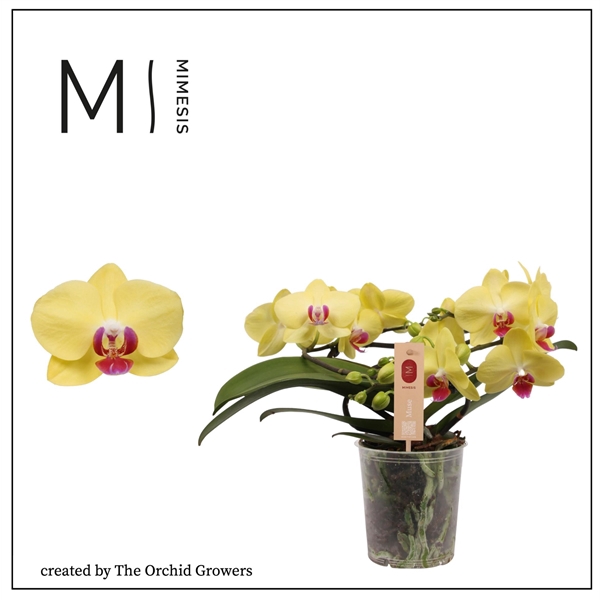 <h4>Mimesis Phal. Muse Yellow - 25+ flowers 12cm</h4>