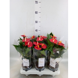 Anthurium andr. 'Aroha'
