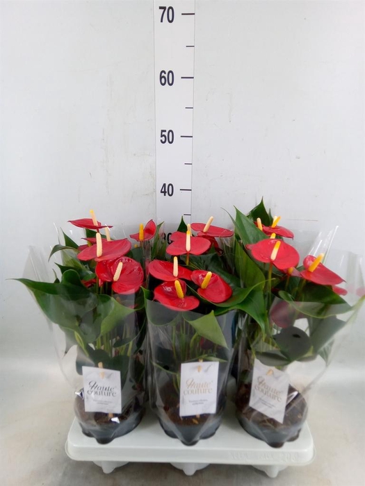 <h4>Anthurium andr. 'Aroha'</h4>