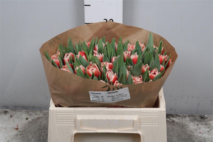 <h4>Tu Du Drone</h4>