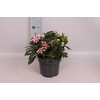 Helleborus Divers