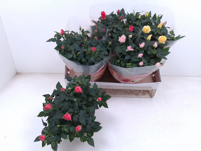 <h4>RO FAV RO GEM 3 SRT</h4>