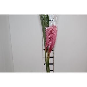 ALPINEA ROSA