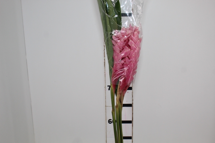 ALPINEA ROSA