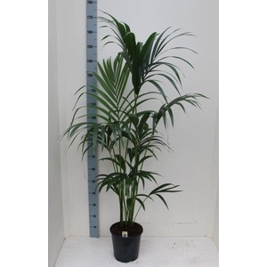 HOWEA FORSTERIANA