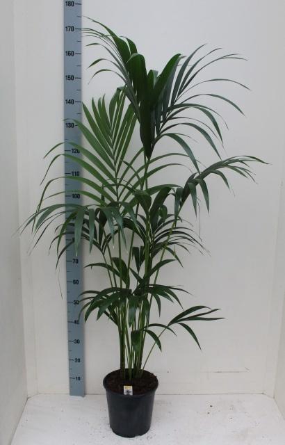 <h4>HOWEA FORSTERIANA</h4>