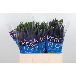 Veron Smart Navy