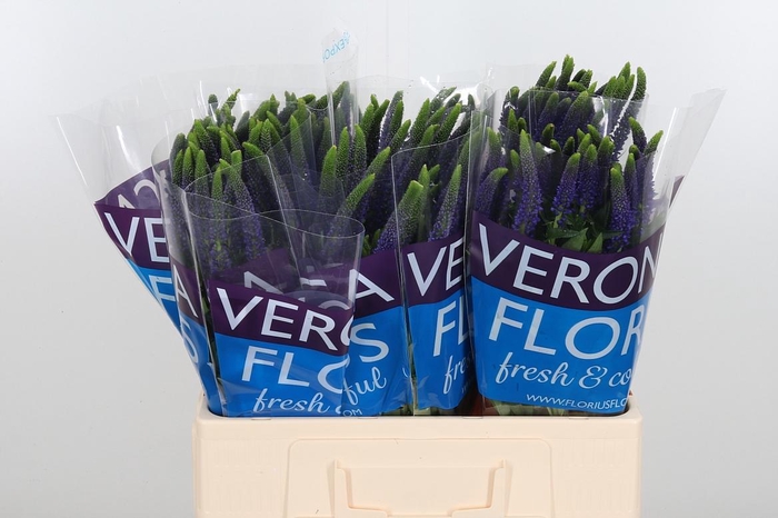 <h4>Veron Smart Navy</h4>