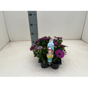 OSTEO GELATO CAND PI