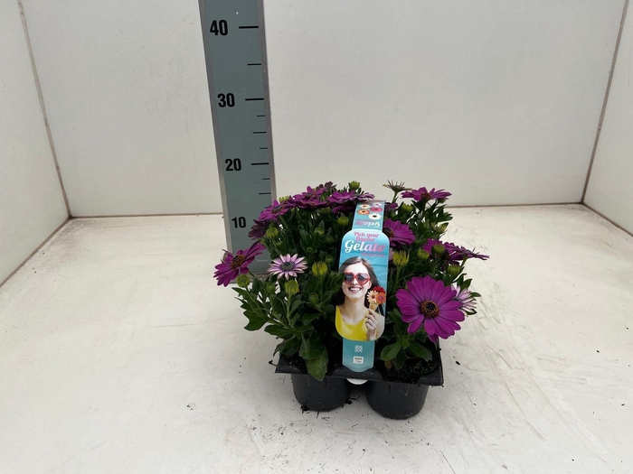 <h4>OSTEO GELATO CAND PI</h4>