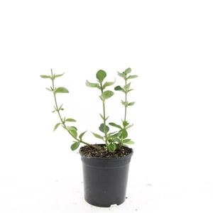 Euonymus fortunei Vegetus