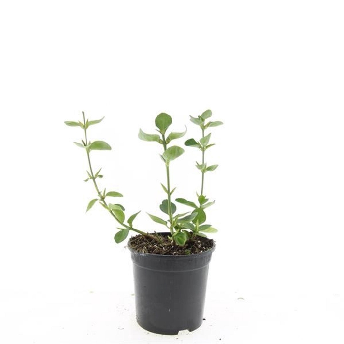 <h4>Euonymus fortunei Vegetus</h4>