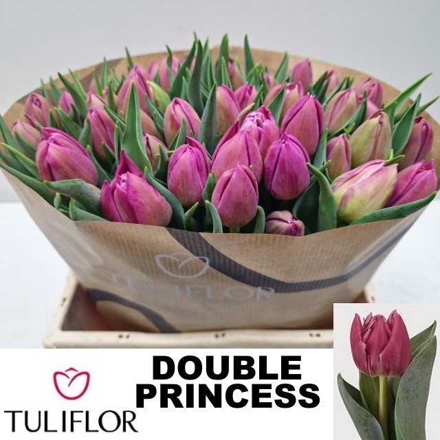 <h4>TU DU DOUBLE PRINCES</h4>