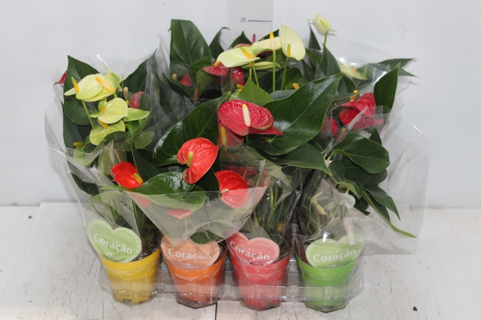 <h4>ANTHURIUM VARIADO P09</h4>