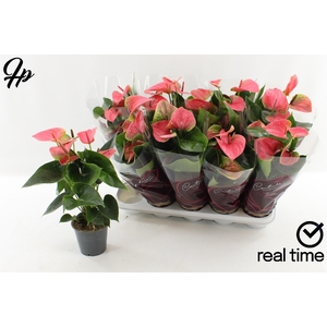 Anthurium Andreanum Sweet Dream 12Ø 48cm 5fl