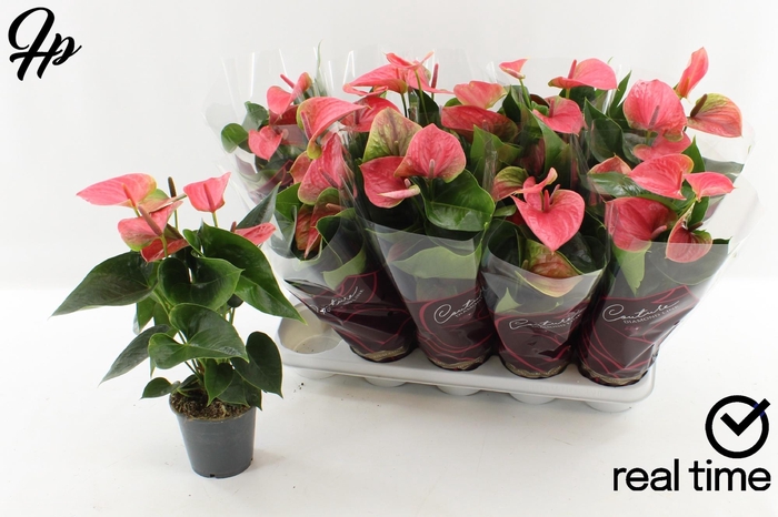 Anthurium Andreanum Sweet Dream 12Ø 48cm 5fl