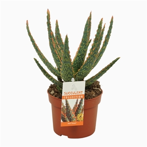 Aloë zebrina `Dannyz` 10,5 cm met etiket