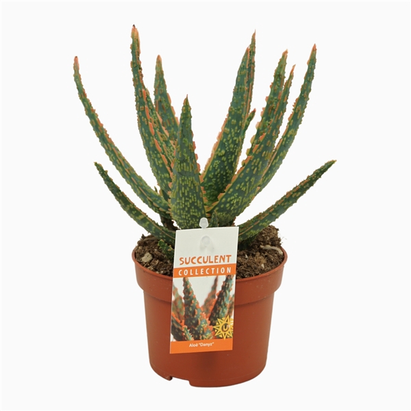 <h4>Aloë zebrina `Dannyz` 10,5 cm met etiket</h4>