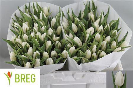 <h4>Tu En White Prince</h4>