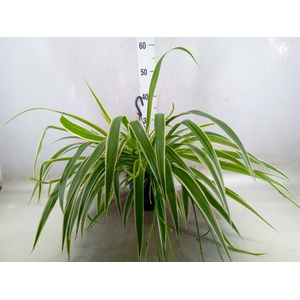 Chlorophytum com. 'Variegatum'