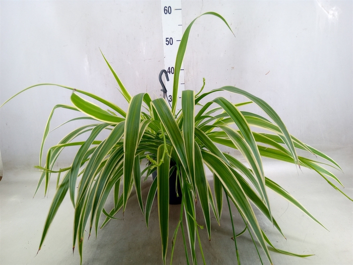 <h4>Chlorophytum com. 'Variegatum'</h4>