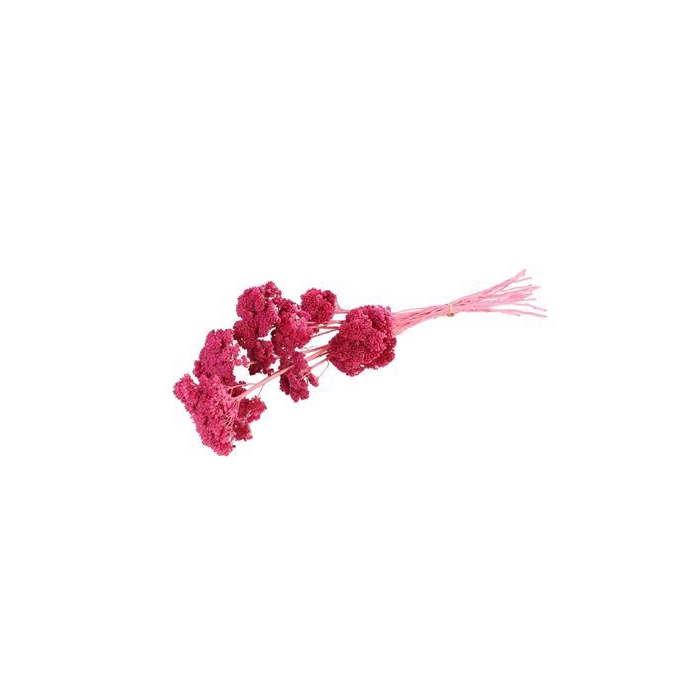 <h4>Bunch Achillea Filipendulina Preserved 100g Slv</h4>