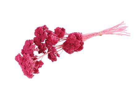 Bunch Achillea Filipendulina Preserved 100g Slv