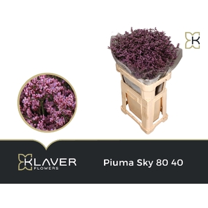 Lim Piuma Sky 80 40