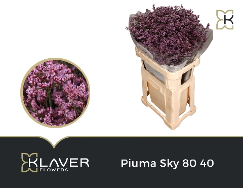 Lim Piuma Sky 80 40