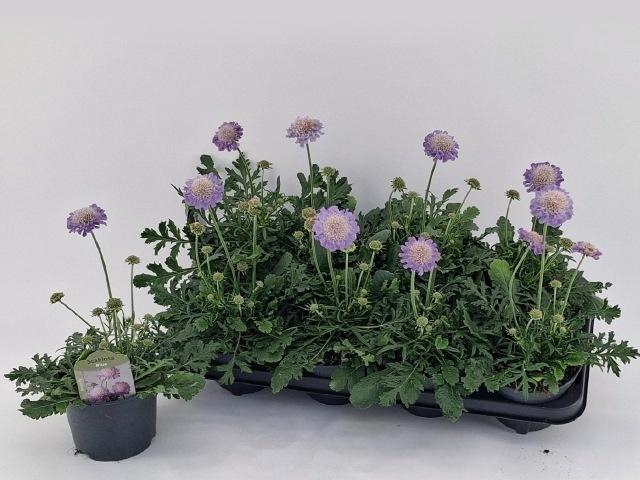 <h4>SCAB CO BUTTERFLY BL</h4>