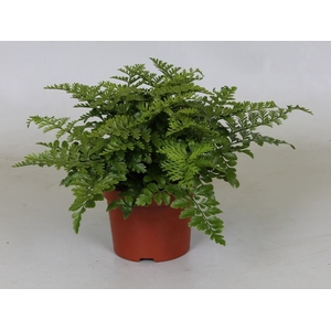 Asplenium parvati