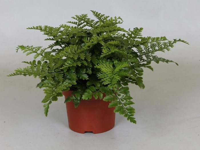 <h4>Asplenium parvati</h4>