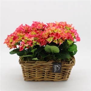 Arrangementen Hydrangea H%