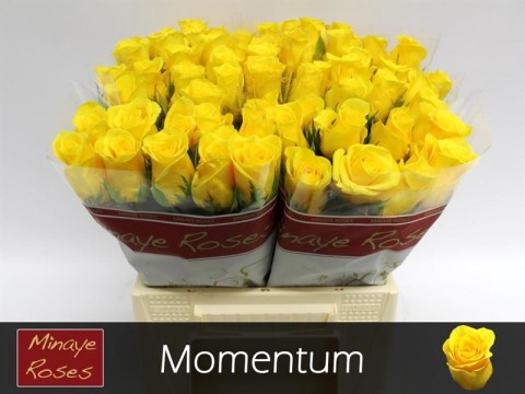 <h4>Rosa large momentum+</h4>