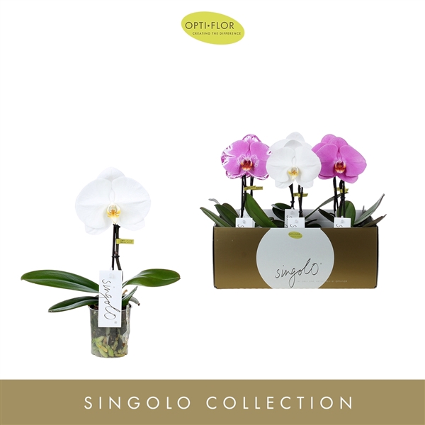 <h4>Phalaenopsis gemengd</h4>