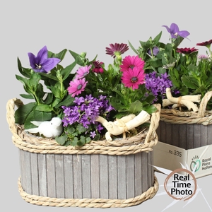 ARR TUINPLANTEN