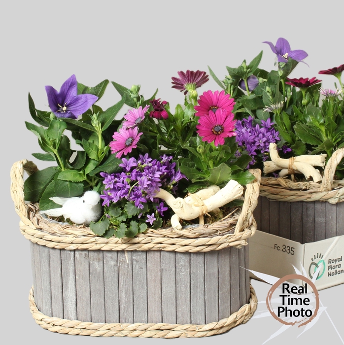 <h4>ARR TUINPLANTEN</h4>