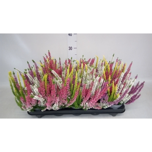 Calluna vulg. 'Garden G Quattro'