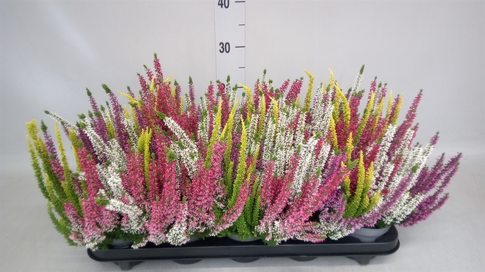 <h4>Calluna vulg. 'Garden G Quattro'</h4>