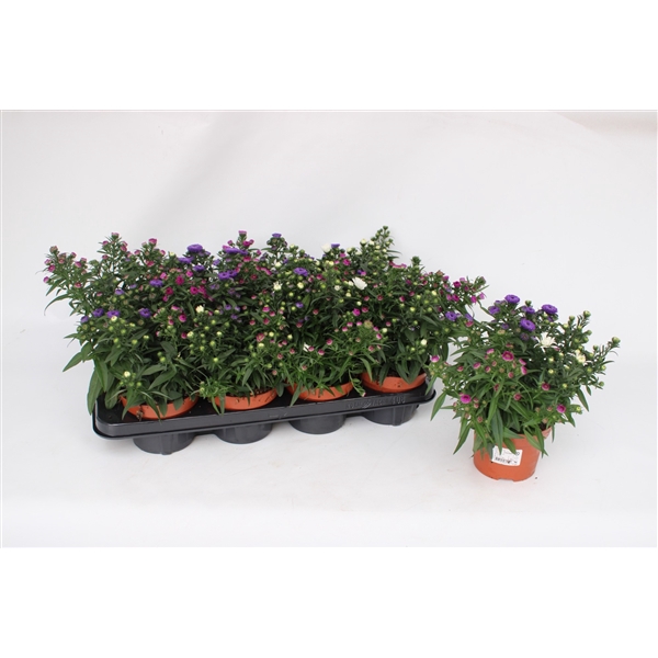 <h4>Aster Showmaker Tricolor</h4>