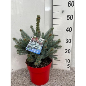 PICEA PU SUPER BLUE