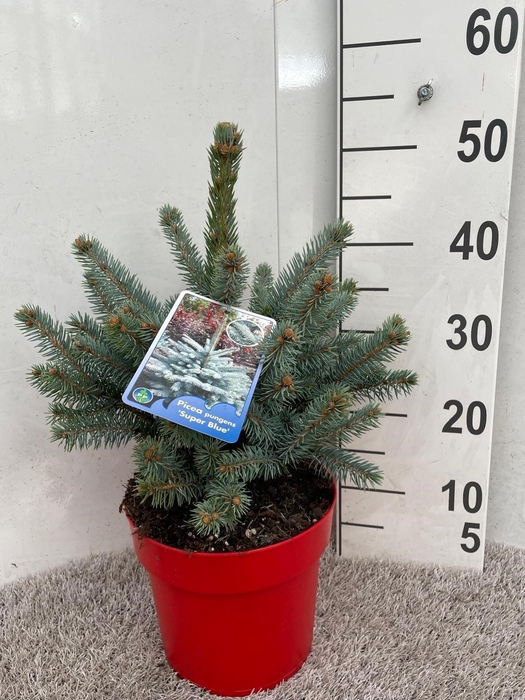 <h4>PICEA PU SUPER BLUE</h4>