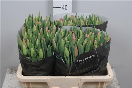 <h4>Tu En Milkshake</h4>