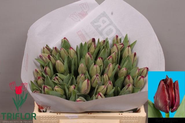 <h4>TU EN RED SAIGON</h4>