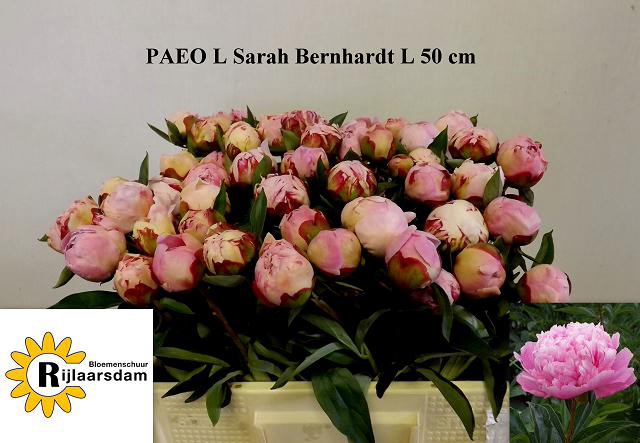 <h4>PAEO L SARA BERNHARD</h4>